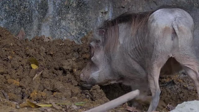 A Desert Warthog (Phacochoerus aethiopicus) is digging the soil with its head.