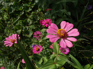 Obraz premium flowers in the garden