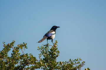 the magpie bird on the moroccan argan trees