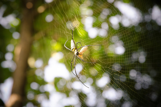 Big spider Eating food on the spider web in the sunlight