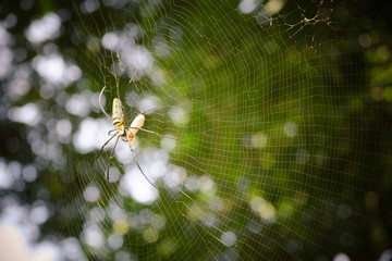 Big spider Eating food on the spider web in the sunlight