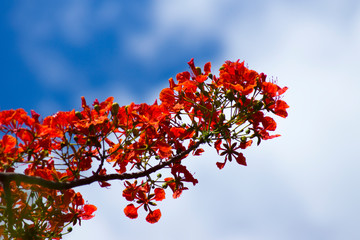 Red peacock flowers on blue sky background.