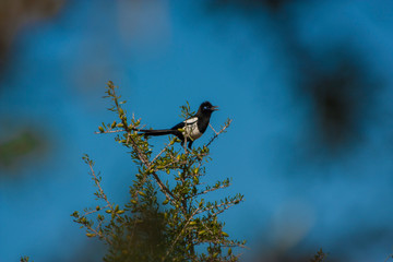 the magpie bird on the moroccan argan trees