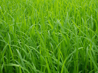 grass with water drops of dew