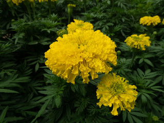 yellow flowers in garden