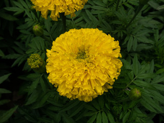 yellow flowers on white background