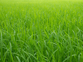 green wheat field of grass