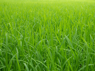 field of green grass