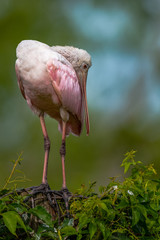 A Roseate Spoonbill perched on a post.