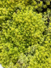 Naklejka premium Drought Tolerant Succulent Varities