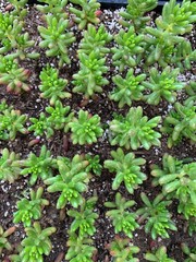 Drought Tolerant Succulent Varities