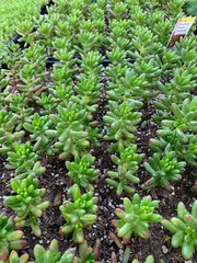 Drought Tolerant Succulent Varities