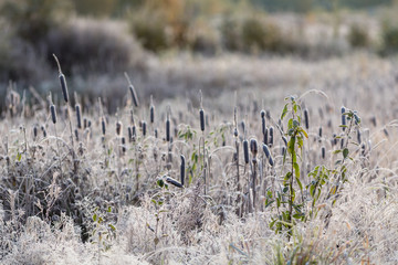 plants in hoarfrost
