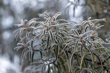 leaves in hoarfrost after freezing