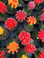 Drought Tolerant Succulent Varities