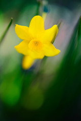 yellow narcissus flower bokeh background