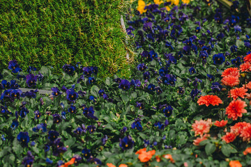 Flowers field background