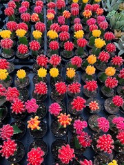 Drought Tolerant Succulent Plant Varieties