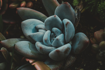 close up of succulent plants