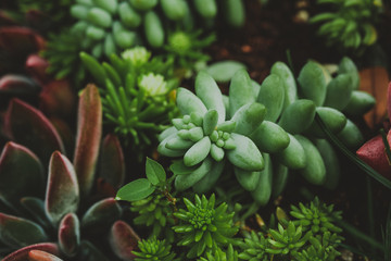 close up of succulent plants