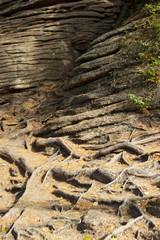 the roots of an ancient tree on top of the ground