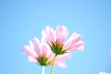 青空の下の花畑で咲くコスモス達