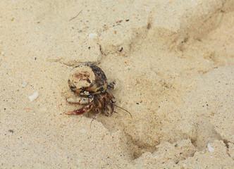Crab in sand
