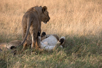 Pride of Lions - Tanzania