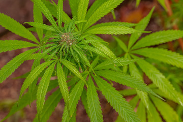 Top view Sativa in the rain landscape or portrait
