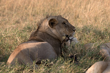 Pride of Lions - Tanzania