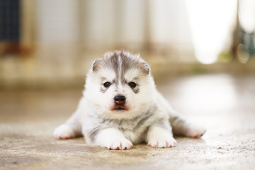 Fototapeta premium Siberian Husky puppy gray and white colors lying on floor. Fluffy puppy one month old.