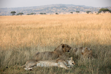 Pride of Lions - Tanzania