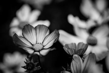 black and white flower background