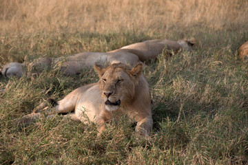 Pride of Lions - Tanzania