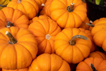 Orange Pumpkin Squash in a Pile on a Sunny Autumn Day