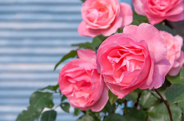 Delicate pink roses as a blurred background