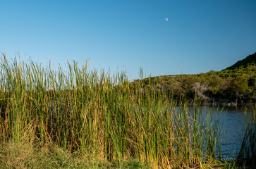 Autumn Light Warms Tall Grass at Lake Edge with Moon Overhead