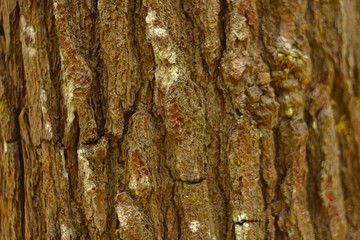 bark of a tree