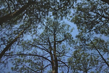 tree in the sky