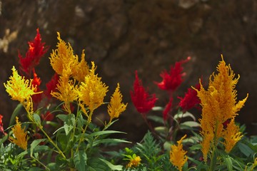 flowers in the garden