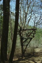 old tree in the forest