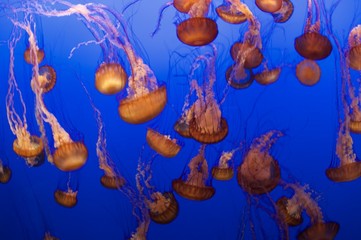aquarium
