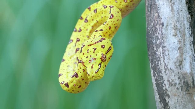 Juvenile Green Tree Python in tree flicking tongue