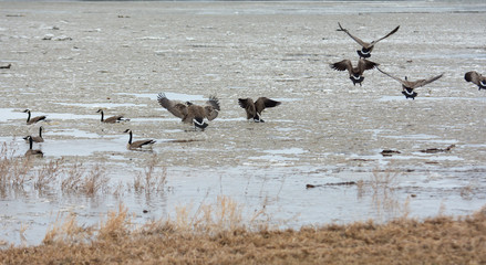 Geese on the water