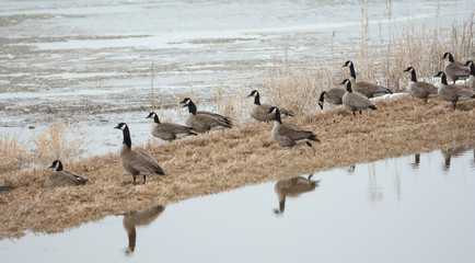 Fototapeta premium Geese on the water