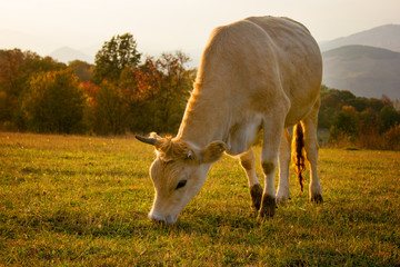 cow eating grass on mountain