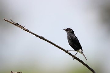 bird on a branch