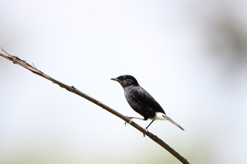 bird on a branch
