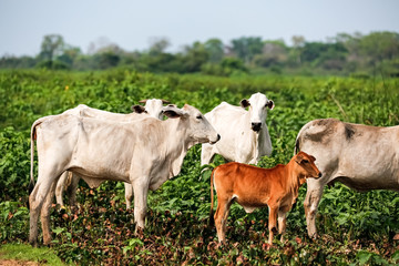 A group of typical Pantanal cattle standing in a green field, facing camera, Pantanal Wetlands, Mato Grosso, Brazil