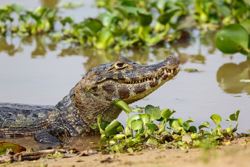Black Caiman lying at lake shore, head up, side view, natural background, Pantanal Wetlands, Mato Grosso, Brazil
